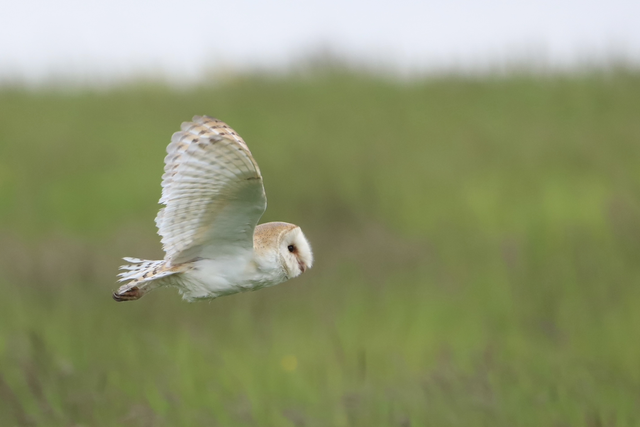 "Barn Owl" Print   