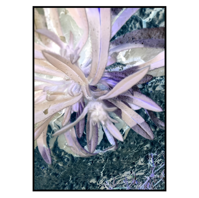 NV 016