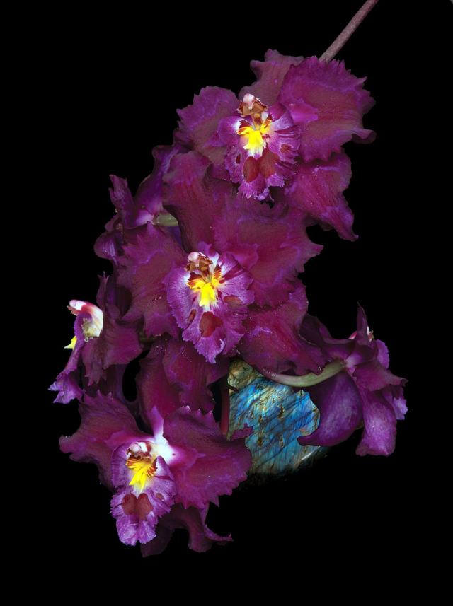 Thymic Heart Essence