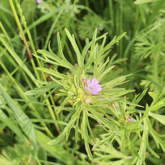 Géranium découpé (Geranium dissectum )