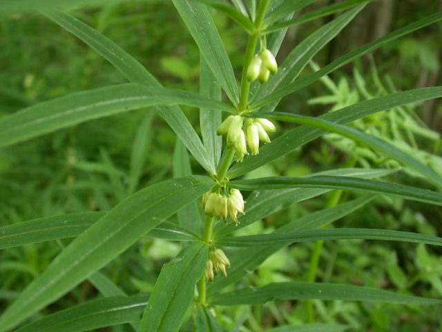 Polygonatum verticillatum P9