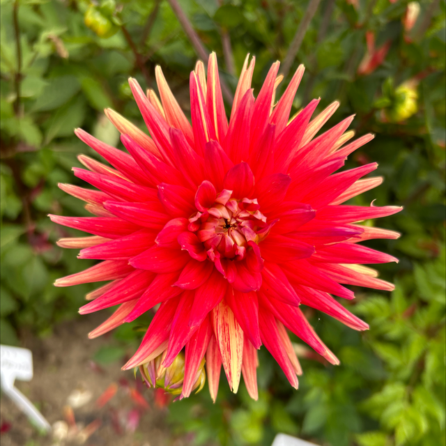 Indian Summer 281