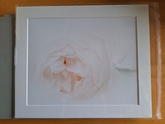 Mounted Photographs by Plantography - David Austin Rose
