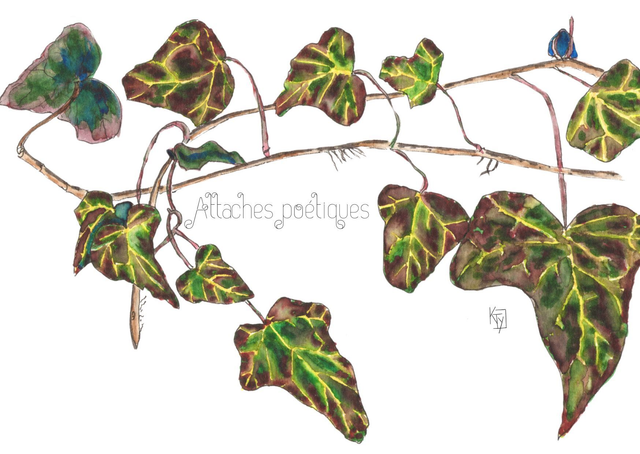 Lierre "Attaches poétiques"