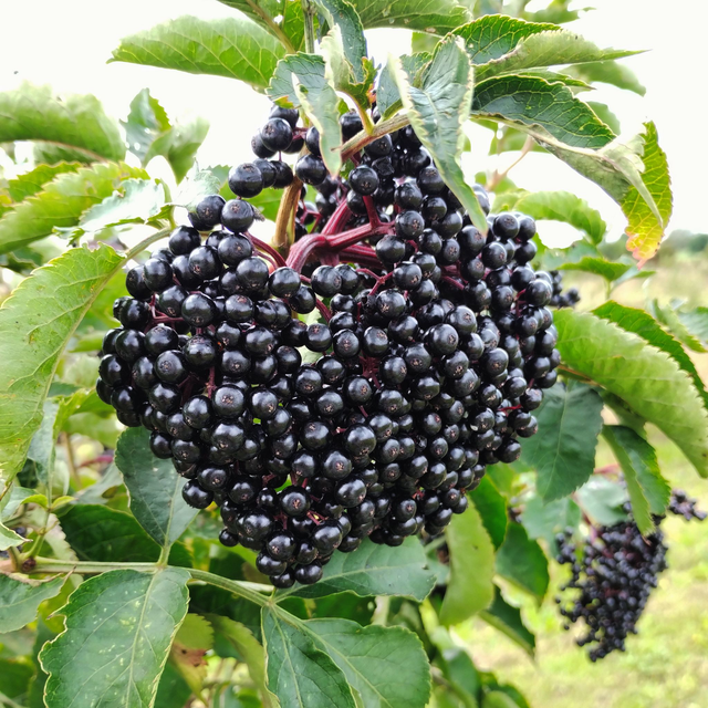 Holunderbeeren, frisch, BIO