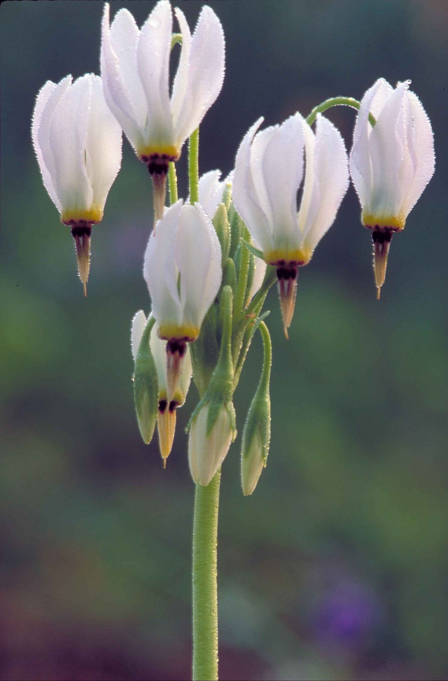 Dodecatheon meadia 'Alba' RHS AGM P9 