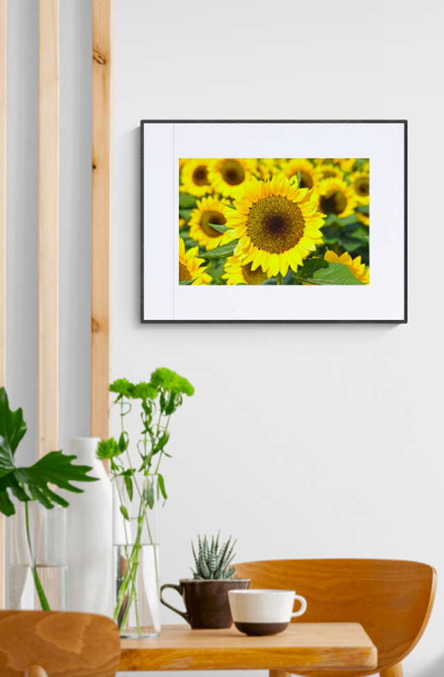 Central Sunflower - Print