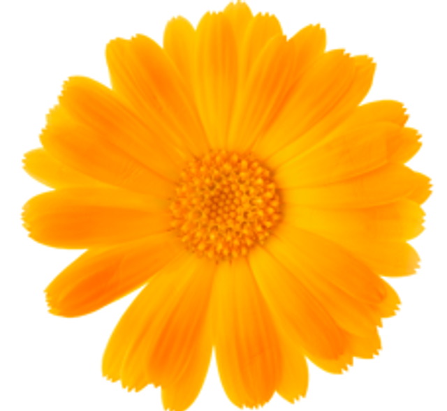 Macérât alcoolisé de souci