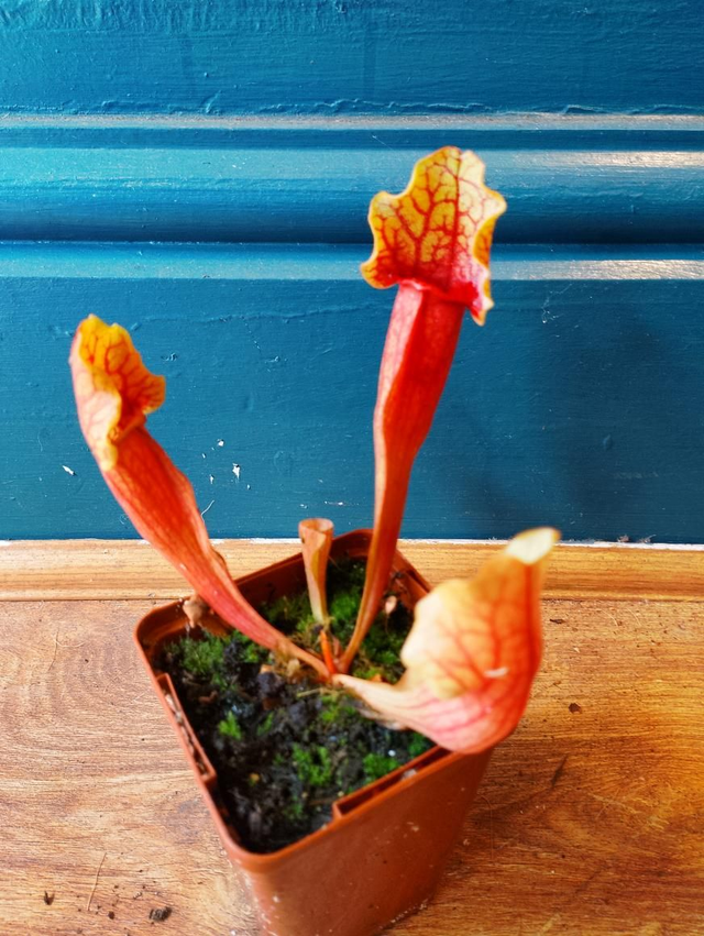Red sarracenia 