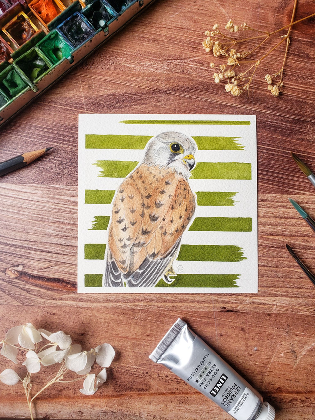 Aquarelle originale - Faucon crécerelle