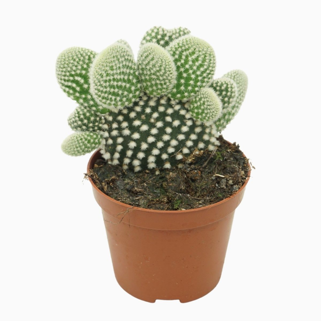 D15 . Opuntia microdasys 'Albispina'