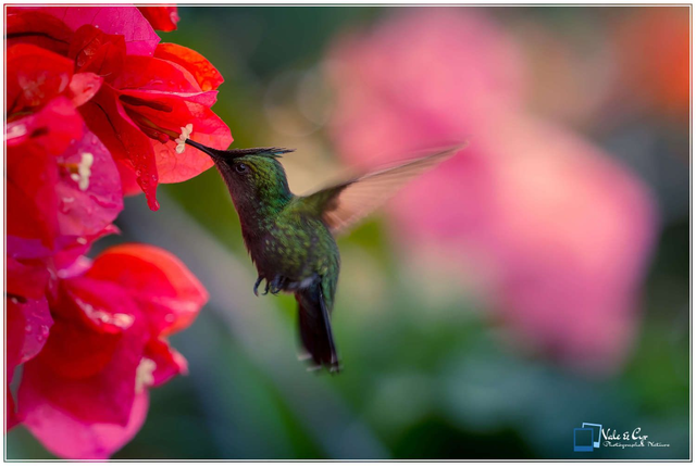 Tirage d'art : Grenat