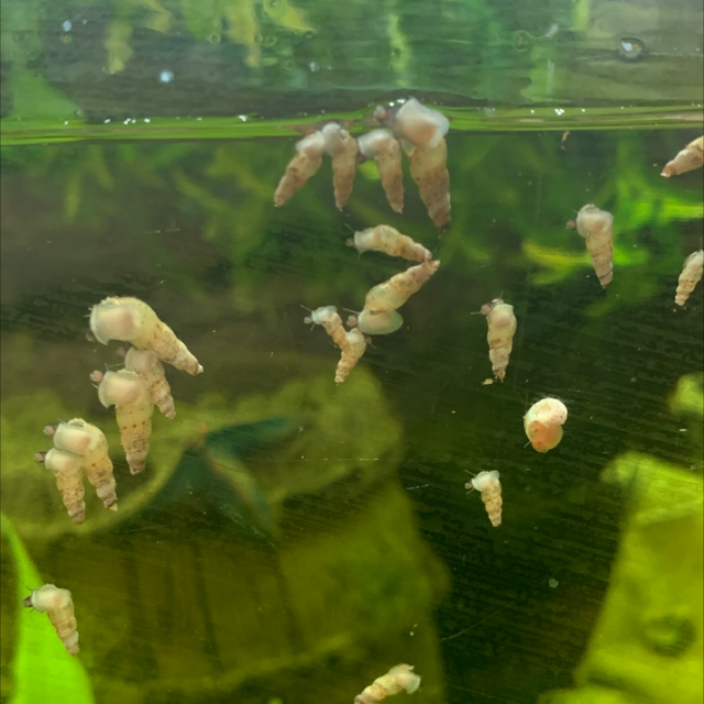Malaysian Trumpet Snails (Melanoides Tuberculata)