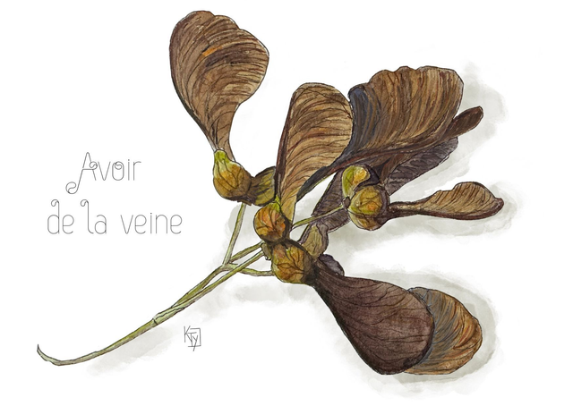 Carte postale botanique - Erable "Avoir de la veine