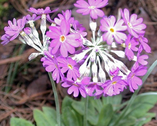 4 X plants of Primula frondosa alpine trough garden ready