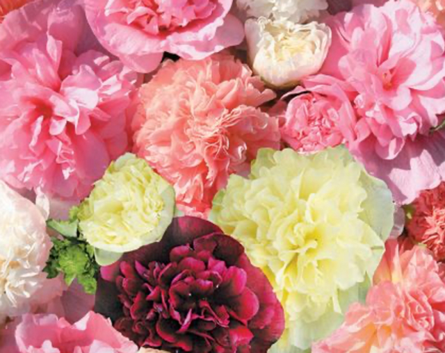 Hollyhock Powder Puffs Mixed
