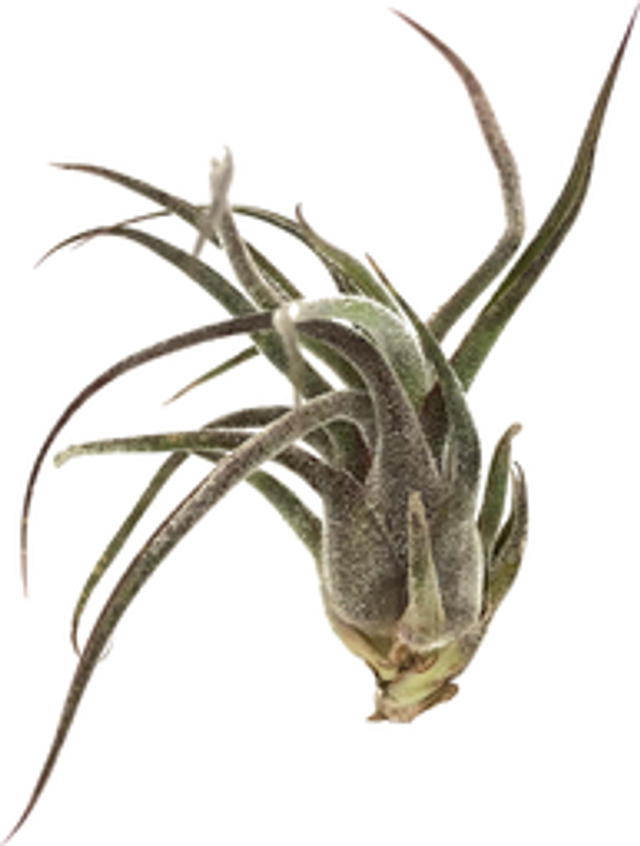 Tillandsia pruinosa L