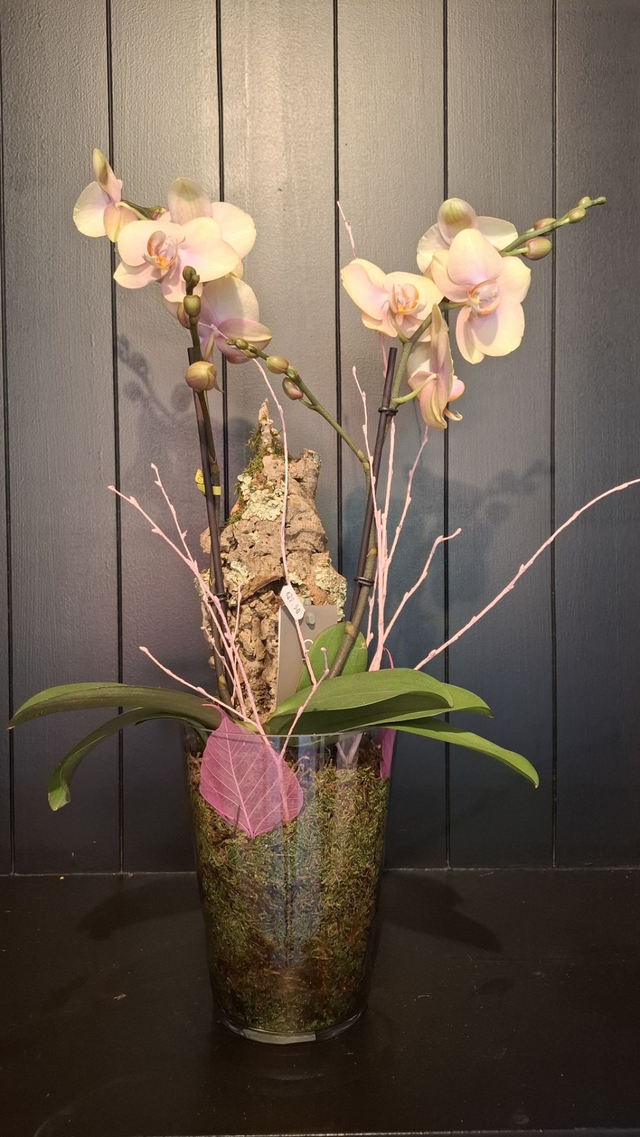 Orchidee
