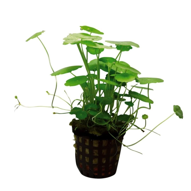 AP Hydrocotyle Verticillata 8715897314889