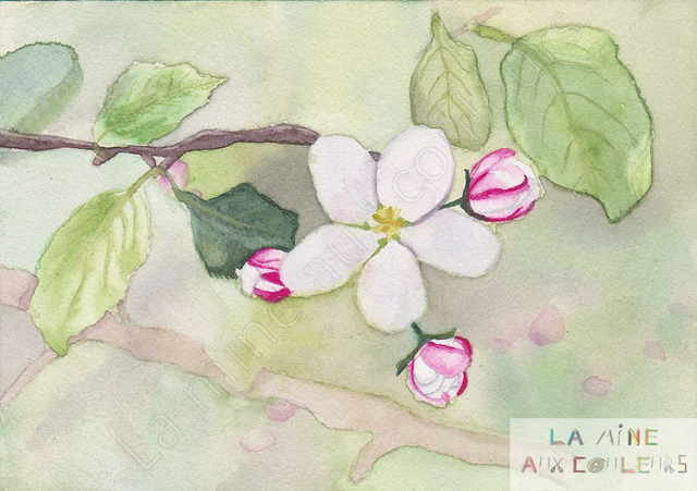 "Branche de pommier" (14,8 x 21 cm)