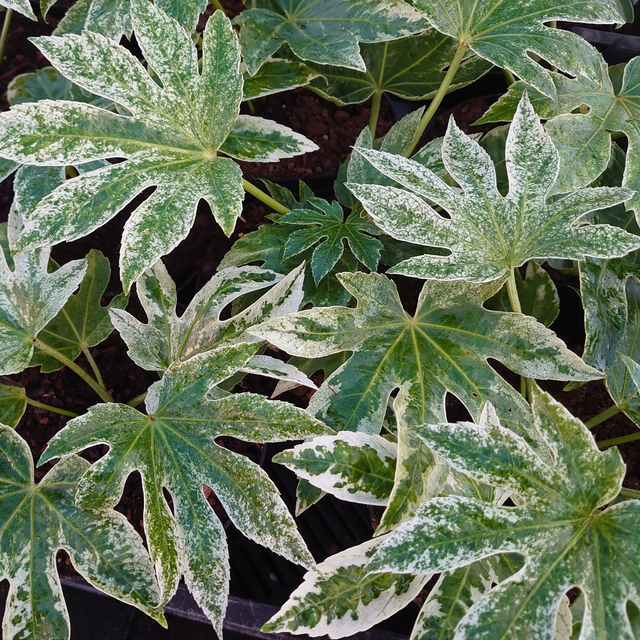 Plante verte d'intérieur 