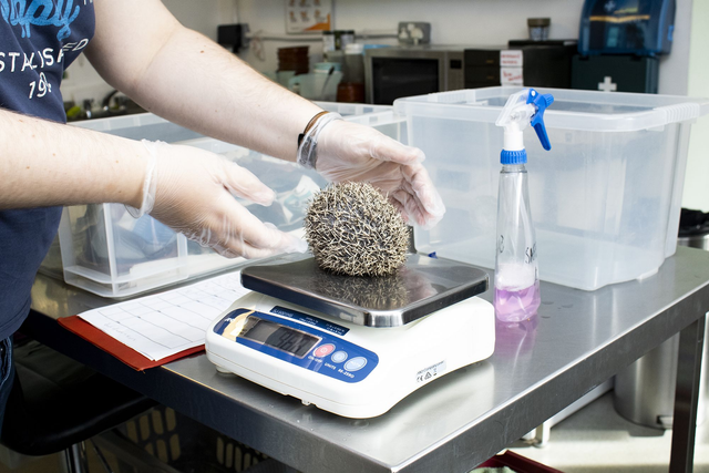 Pay the electricity bill for one week