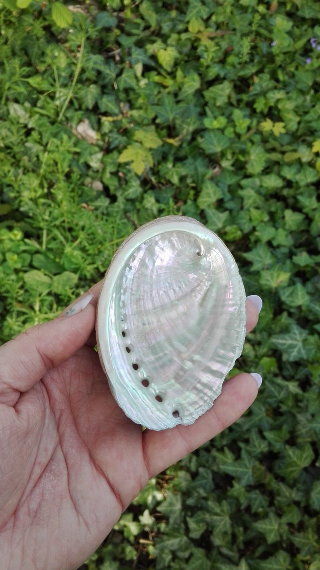 SPIRITUALITE - Coquille d&#039;Ormeau / A l&#039;unité