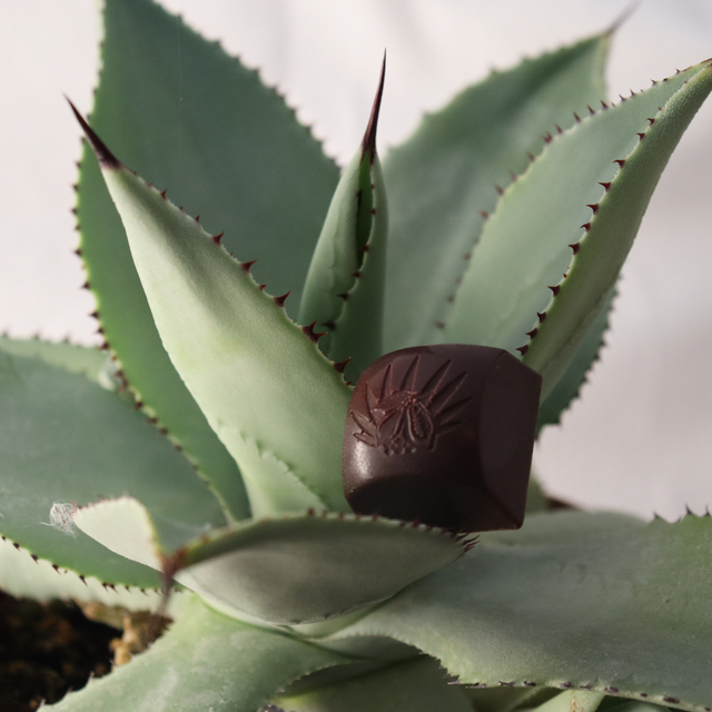 Chocolat fonctionnel aux probiotiques (alicament)