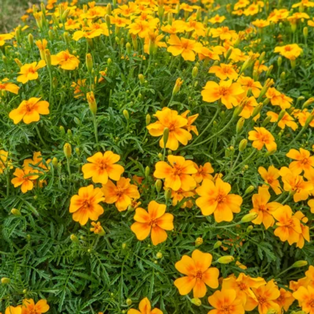 OEILLET D&#039;INDE Tangerine AB - Tagetes tenuifolia 