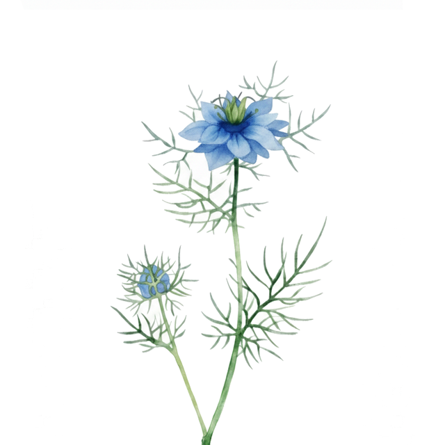 Nigella 'Miss Jekyll Blue'