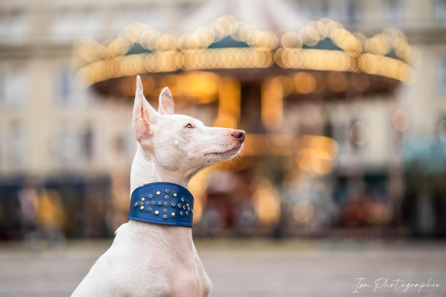 Collier Pop Strass bleu Levrier/Whippet/Podenco