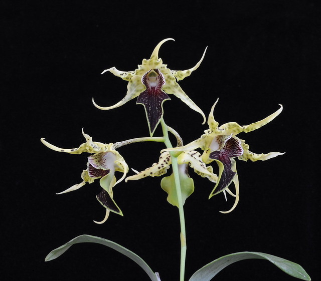 Fruits of Love Essence