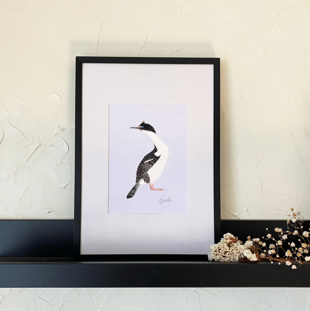 Cormorán 