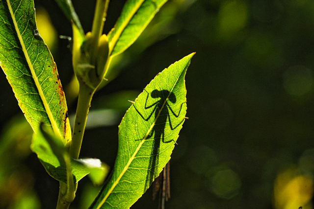 Agrion et son ombre