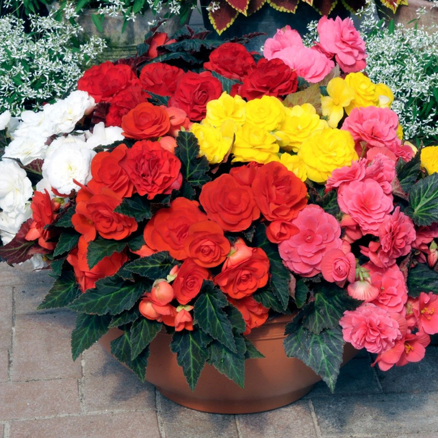 Begonia Non-Stop - Fortune mixed [4]