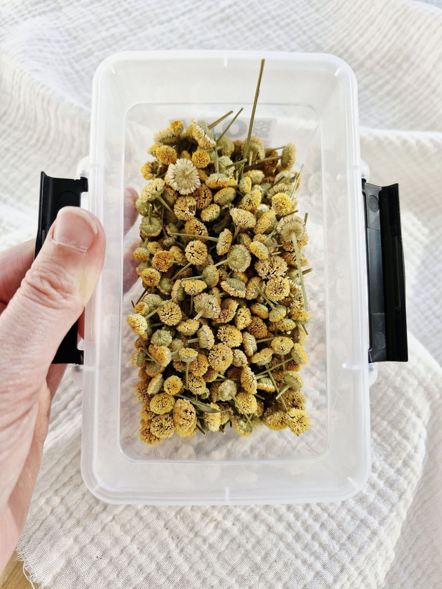 Vide atelier - Camomille jaune pâle