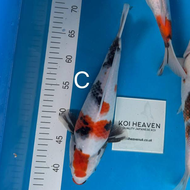 Custom Order - Darren 