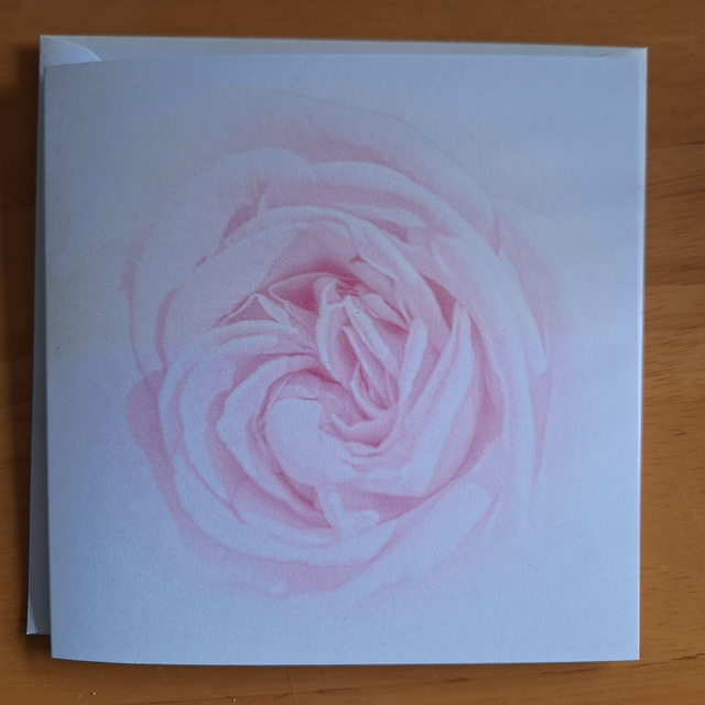 Flower and nature greeting card (with envelope) - pink rose.