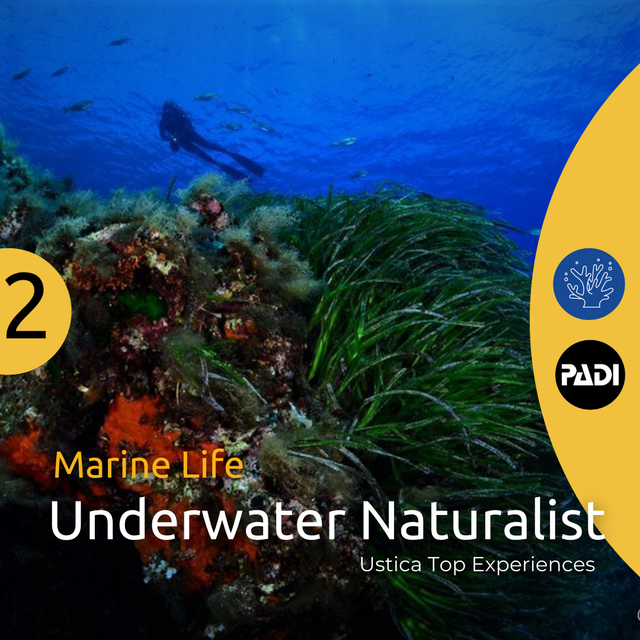 Underwater Naturalist Diving