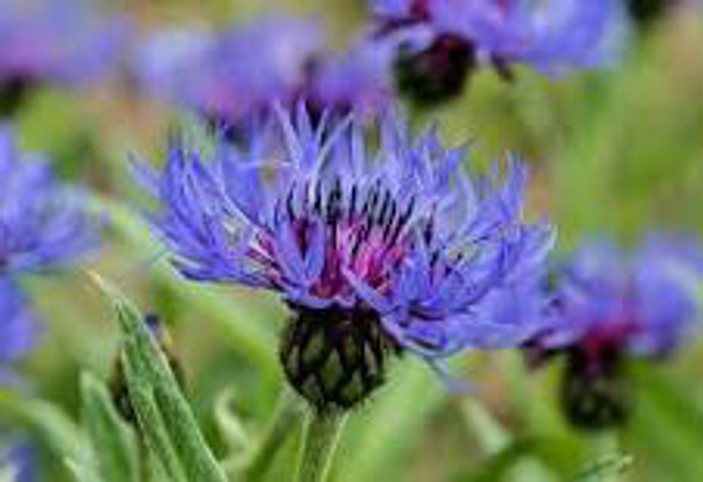Bleuet Montana