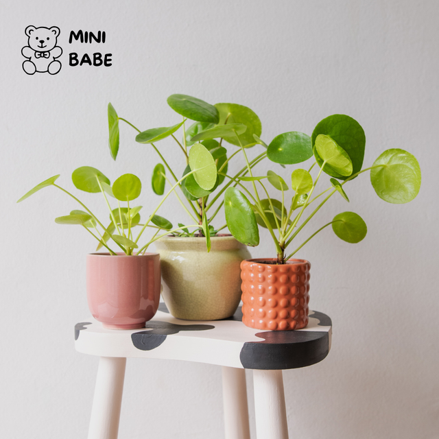 Pilea Peperomioides🌿