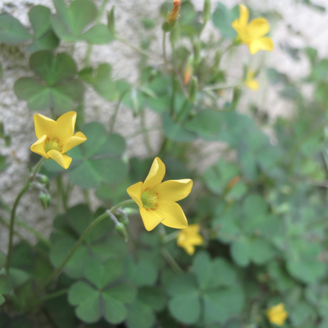 Oxalis corniculée (Oxalis corniculata )
