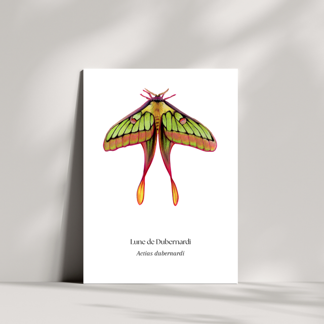 Cartes - Lune de Dubernardi