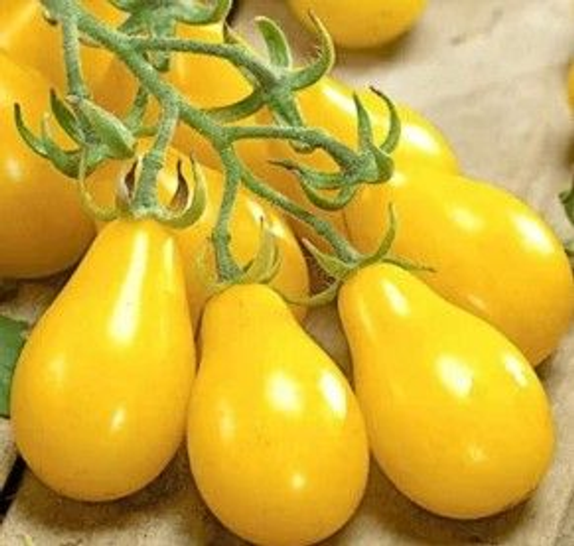 Tomate Cerise Mi-saison Poire Jaune AB - Solanum lycopersicum 