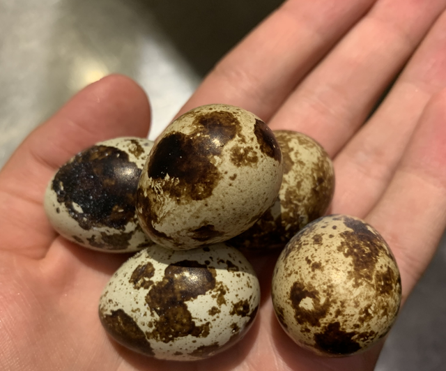 Jumbo vagtel rugeæg