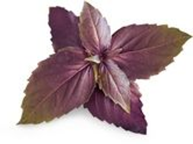 Véritable Lingot Purple Basil - Organic