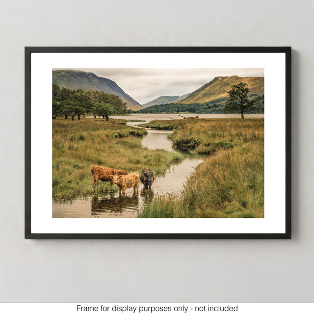 Three Cows at Buttermere Lake