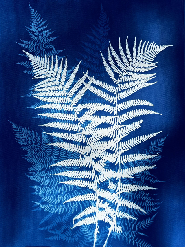 "Fougères à l'aube" Cyanotype original