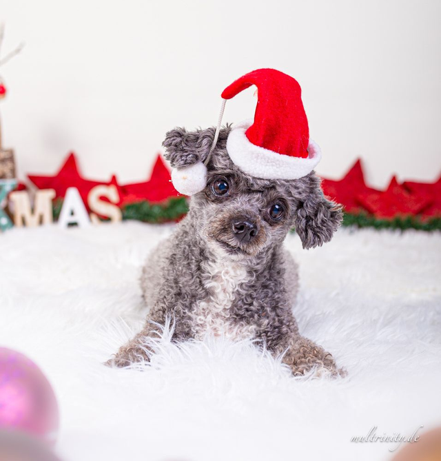 Gutschein für Physiobehandlungen oder Kurse (vorort oder online) 