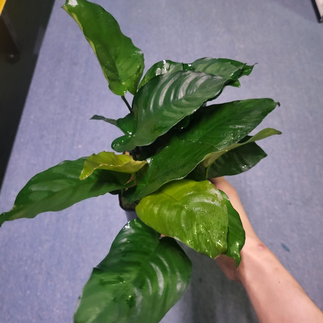 Anubias Barteri P9 Pot 54139453085256